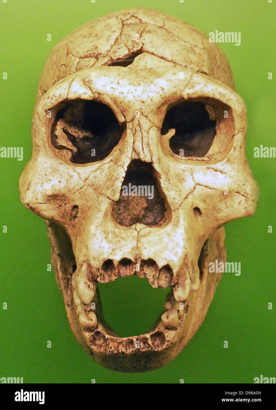 Homo erectus, estinto ominide vita tra 1,6 milioni e 250.000 anni fa. Homo erectus è pensato per si sono evoluti in Foto Stock