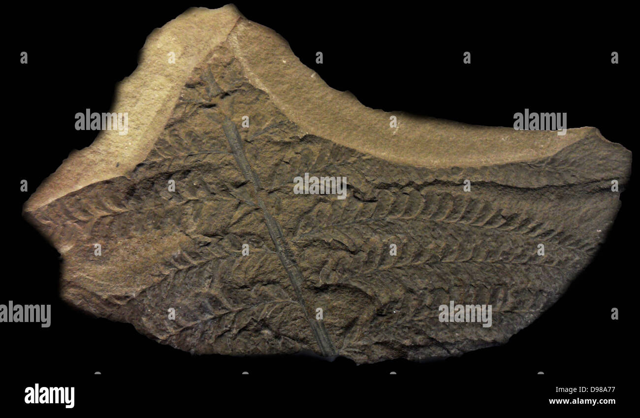 Hibernica Archaeopteris (Forbes, 1852) Kiltorcan, Co. Kilkenny, Irlanda Foto Stock