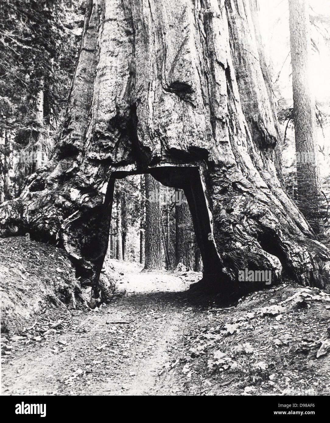 Azionata su strada attraverso il bolo di un Californian Redwood tree dato il nome Wawona. Albero del bolo diametro 8.53m (28 ft) e altezza di 144.78m (275 ft). Fotografia c1893. Foto Stock