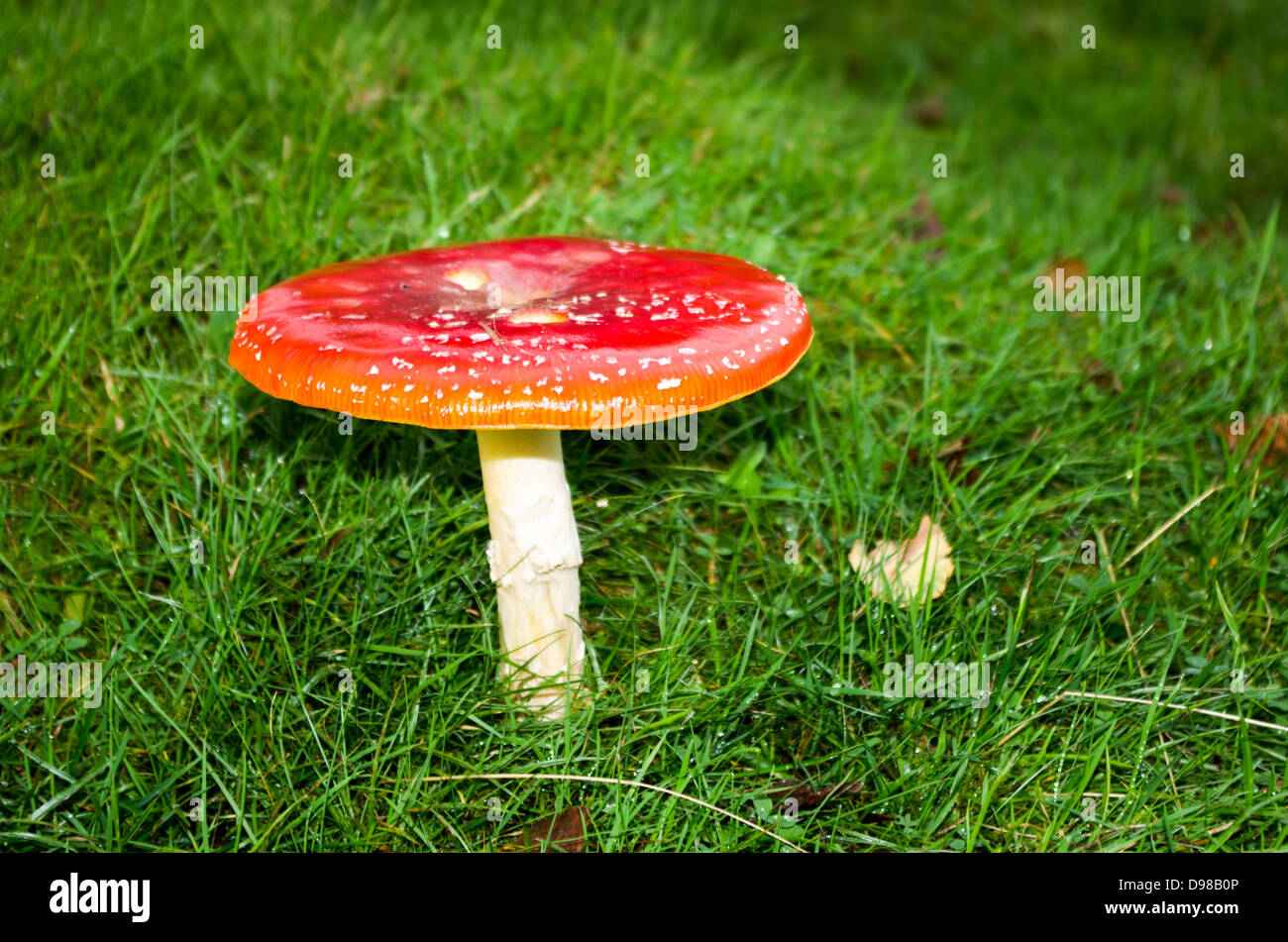 Composizione orizzontale di un rosso fly agaric con aperto completamente il tappo. Foto Stock