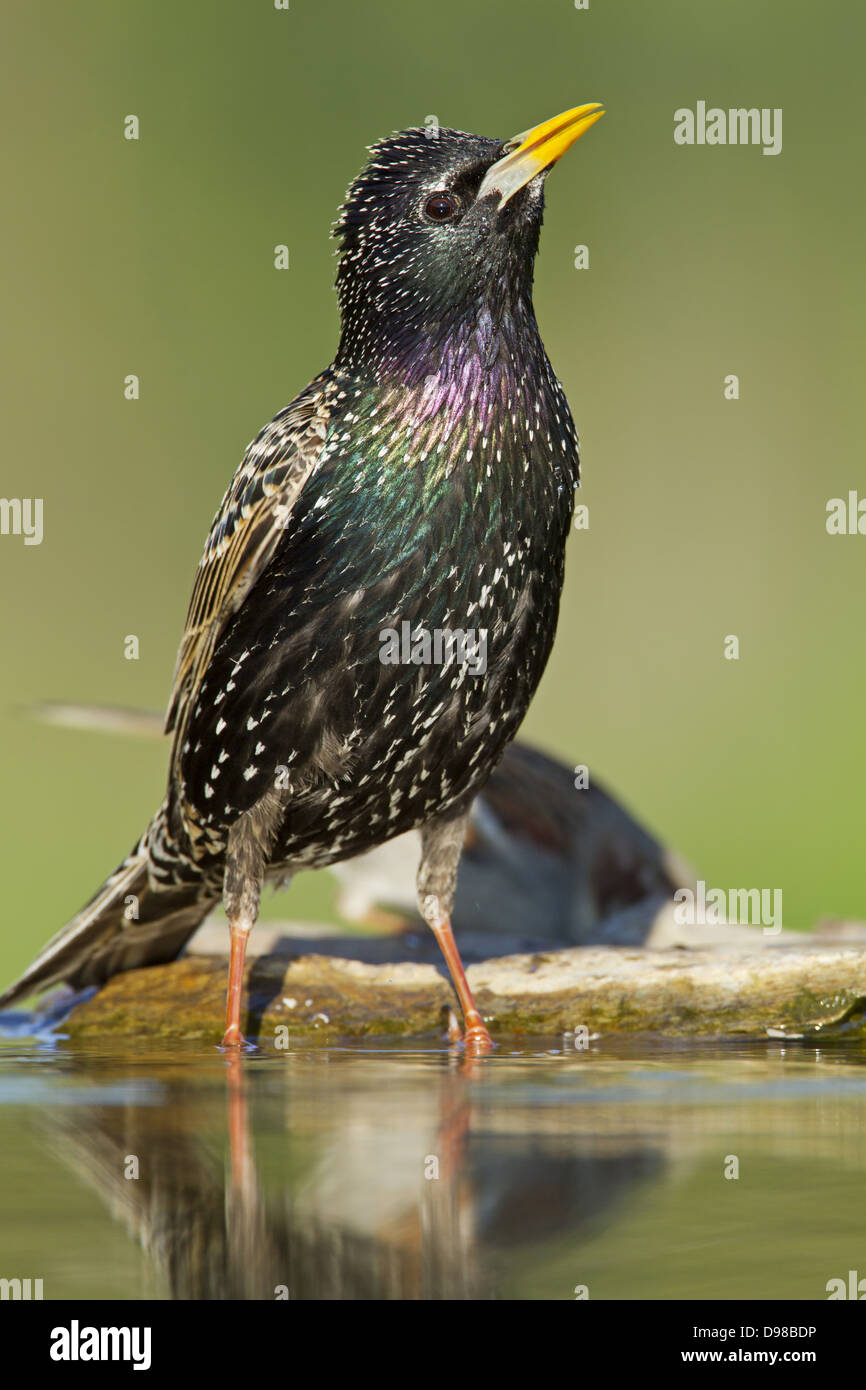 Unione Starling, comune Starling, Starling, Sturnus vulgaris, BIRD, VOGEL, Star Foto Stock