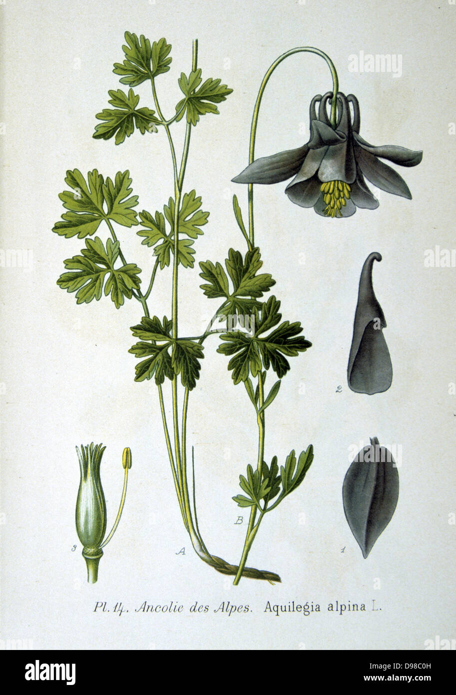 Aquilegia alpina (Aquilegia alpina)una pianta nativa per le Alpi svizzere e l'Appennino settentrionale. Da Amedee Masclef "Atlas des Plantes de France", Parigi, 1893. Foto Stock