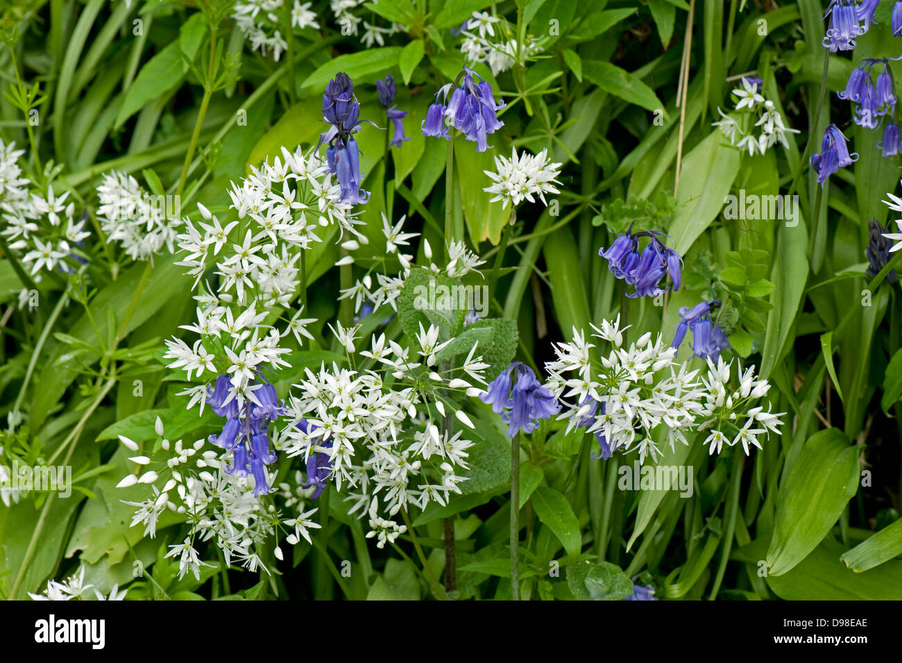 Aglio selvatico, Allium ursinum, bianca fioritura con bluebells, Hyacinthoides sp., in primavera Foto Stock