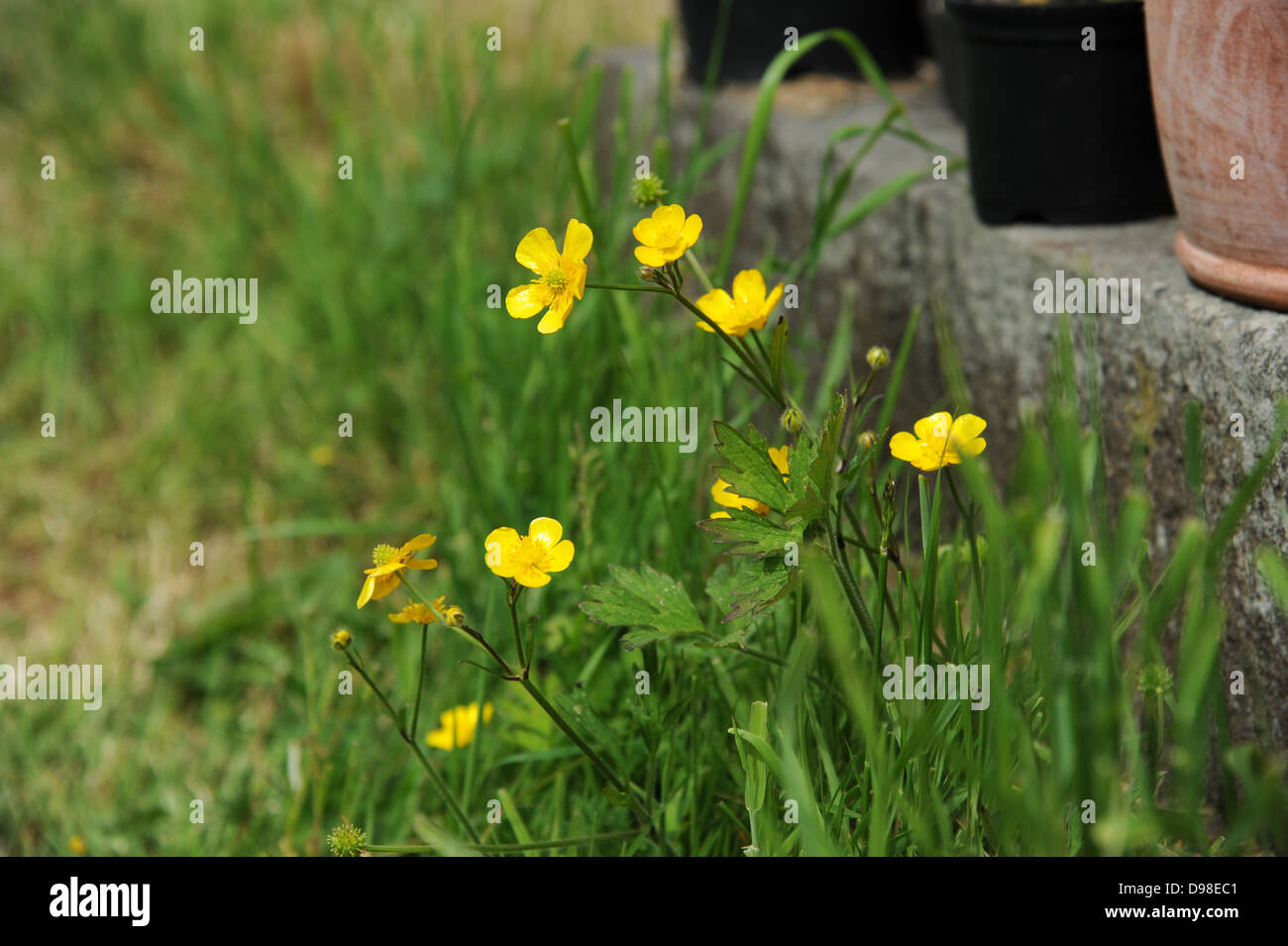 Renoncules in fiore nel giardino. Foto Stock