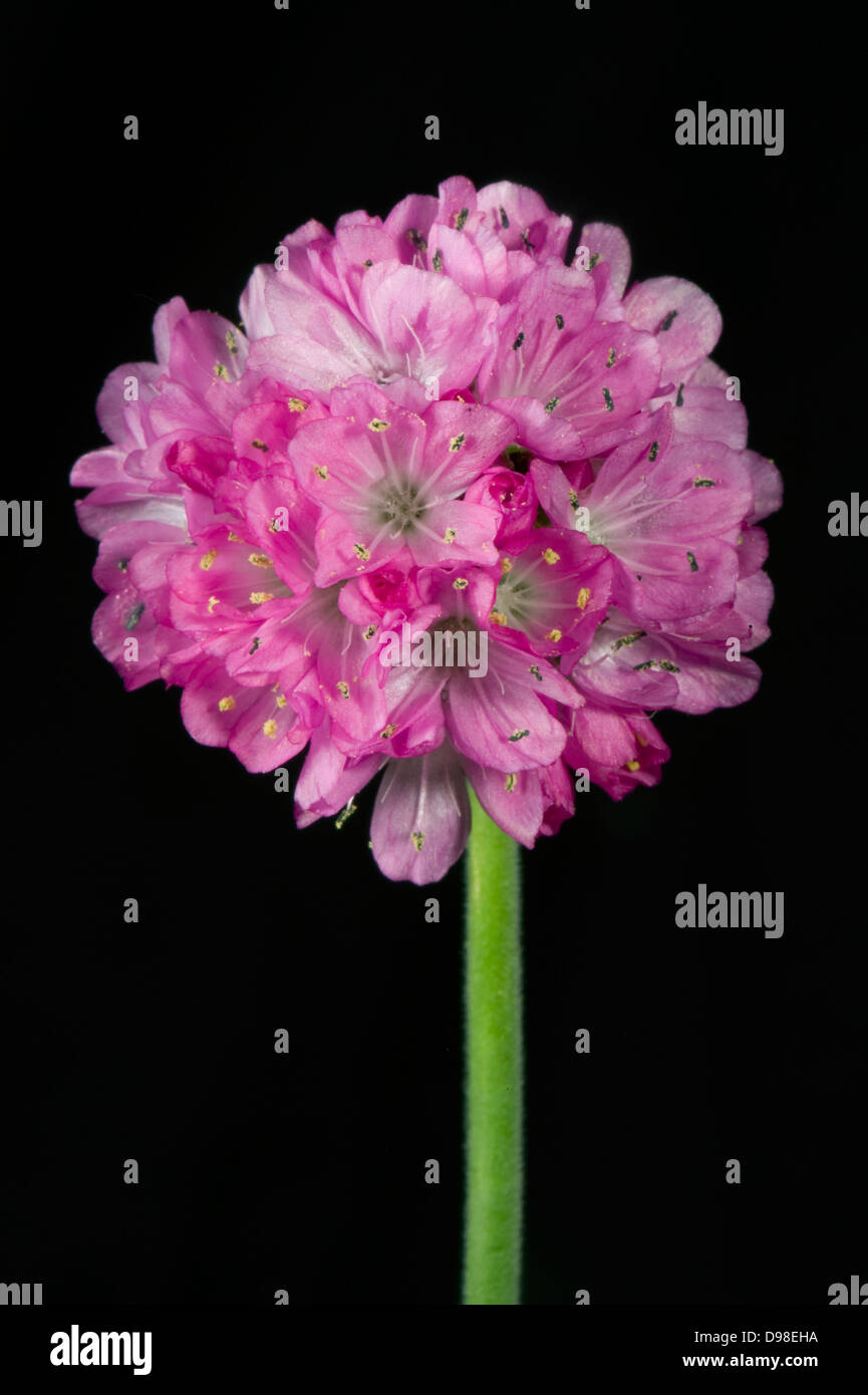 Un fiore di parsimonia, Armeria maritima, un giardino fiorito Roccia Pianta Foto Stock