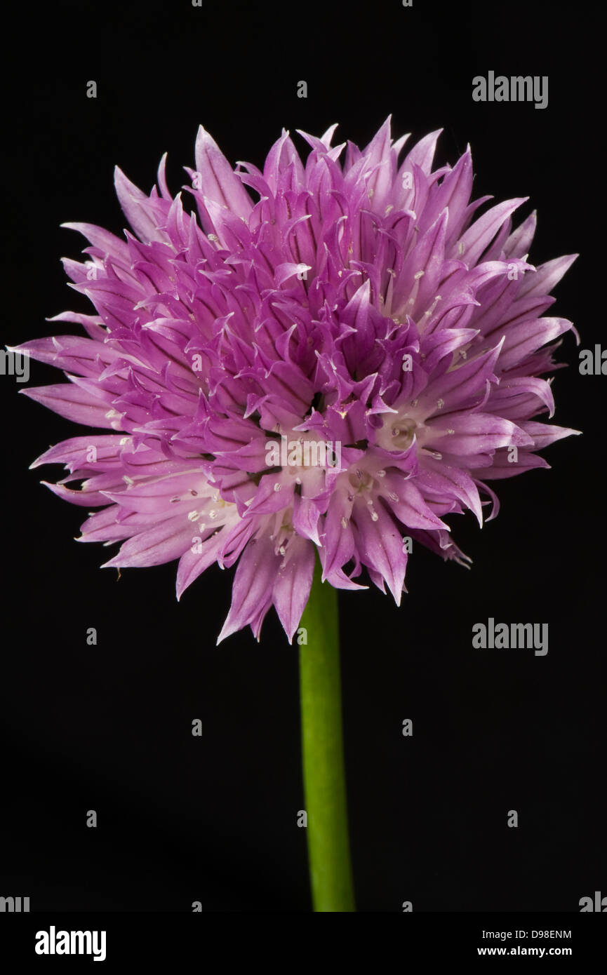 Un fiore rosa di erba cipollina, Allium schoenoprasum, una cucina erba della famiglia della cipolla Foto Stock