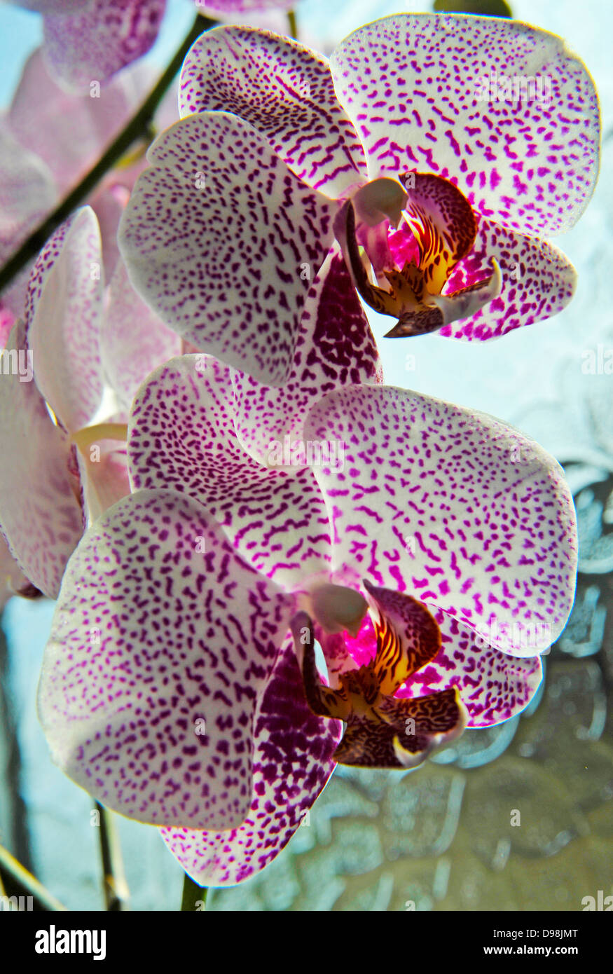 Orchidea Foto Stock