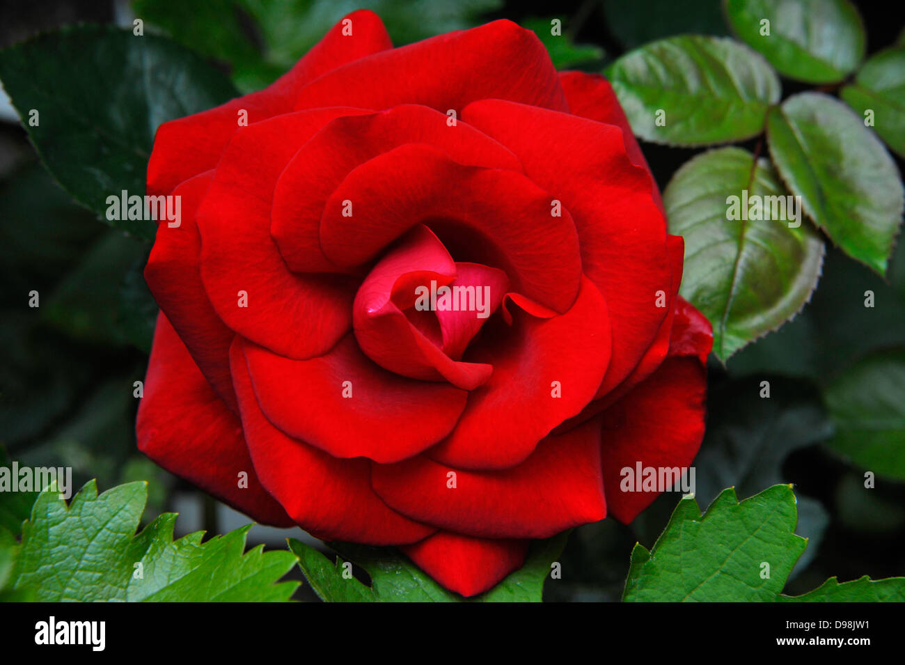 Rosa rossa Foto Stock