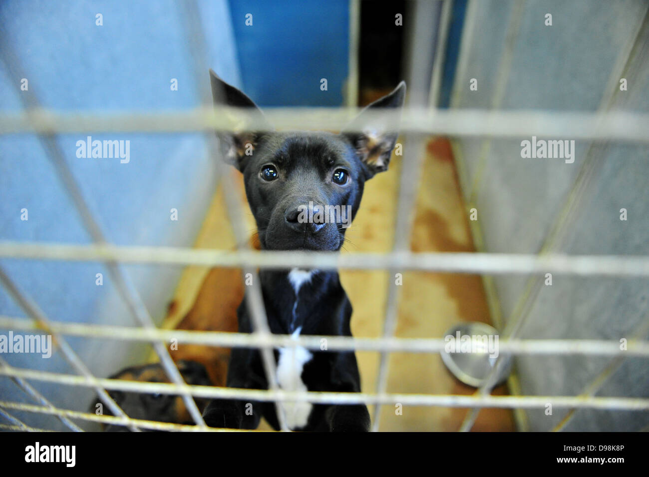 Un cane a Cardiff i cani Home, che hanno affrontato il sovraffollamento dopo Natale. Foto Stock