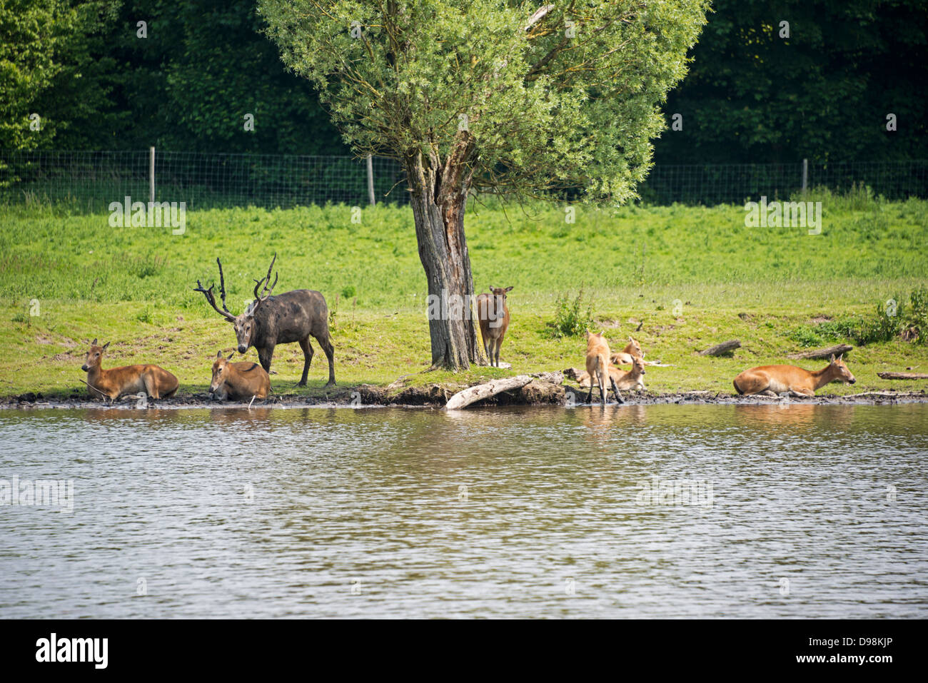 Gruppo di cervi rossi nella natura Foto Stock