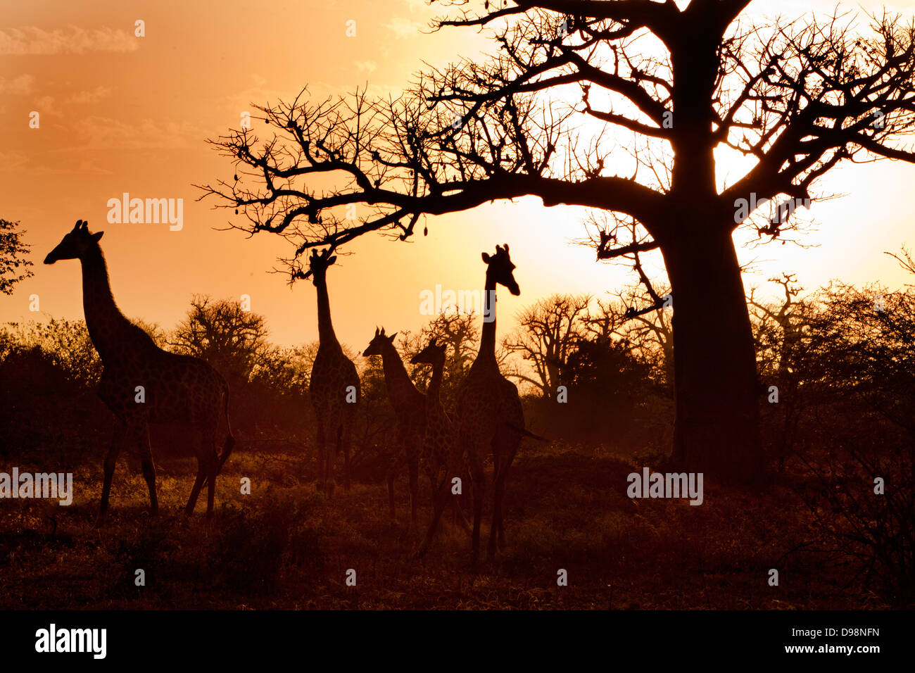Le giraffe nella riserva di Bandia, una riserva privata a 65 chilometri da Dakar vicino a Sally e Mbour, Senegal Africa Foto Stock