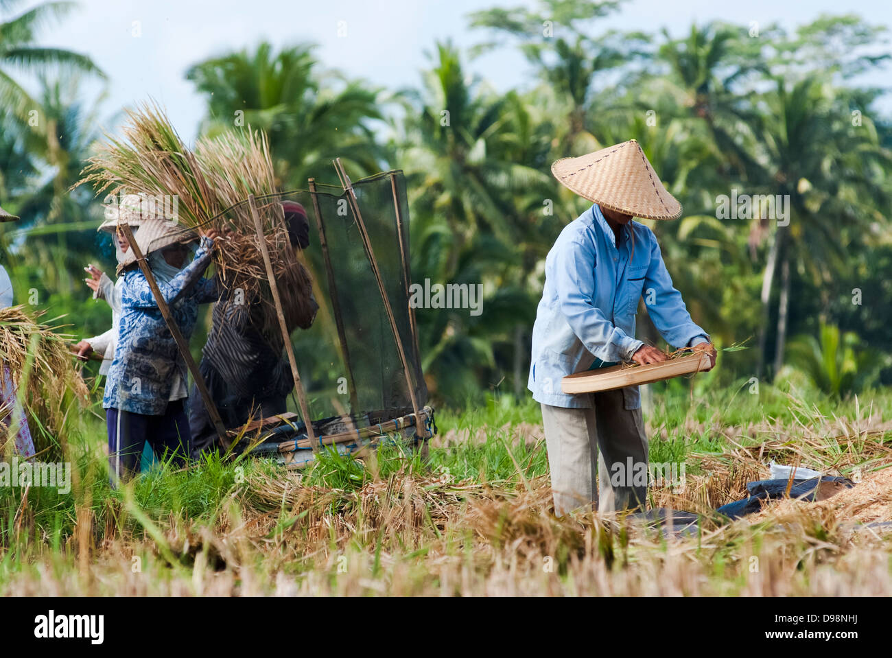 Trebbiatura del riso e di spulatura in Ubud, Bali, Indonesia. Foto Stock