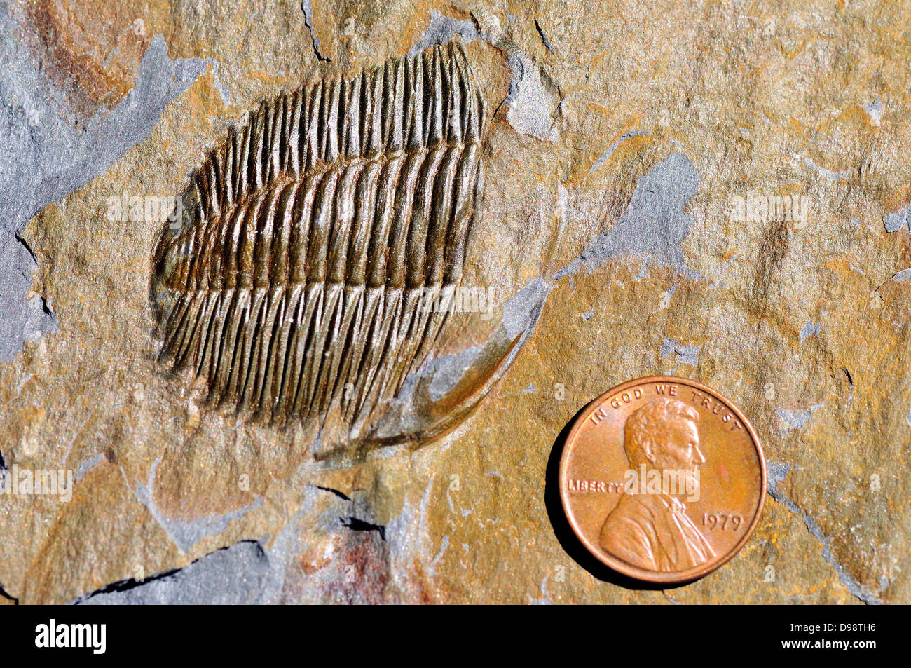 Fossil trilobata Angelina Sedgwickii Ordovician di età. Fossile deformata illustrata il ceppo nella roccia sotto stress. Foto Stock