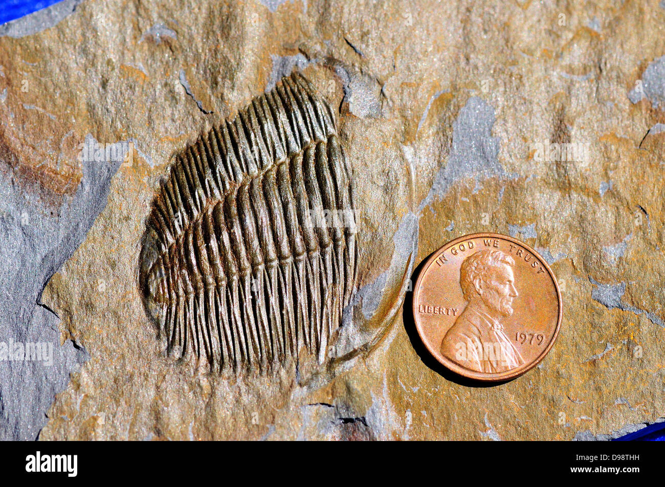Fossil trilobata Angelina Sedgwickii Ordovician di età. Fossile deformata illustrata il ceppo nella roccia sotto sollecitazione di taglio. Foto Stock