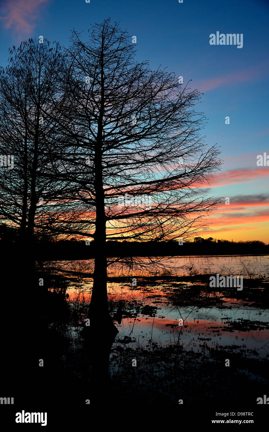 Cipressi in piedi accanto al lago di Houston in un tramonto. Texas, Stati Uniti d'America. Foto Stock