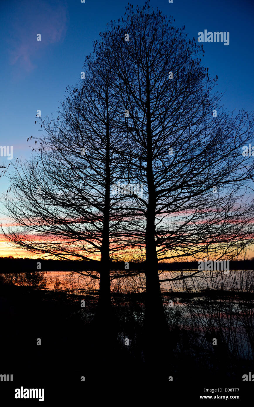 Due cipressi dal lago di Houston. Houston, Texas, Stati Uniti d'America. Foto Stock