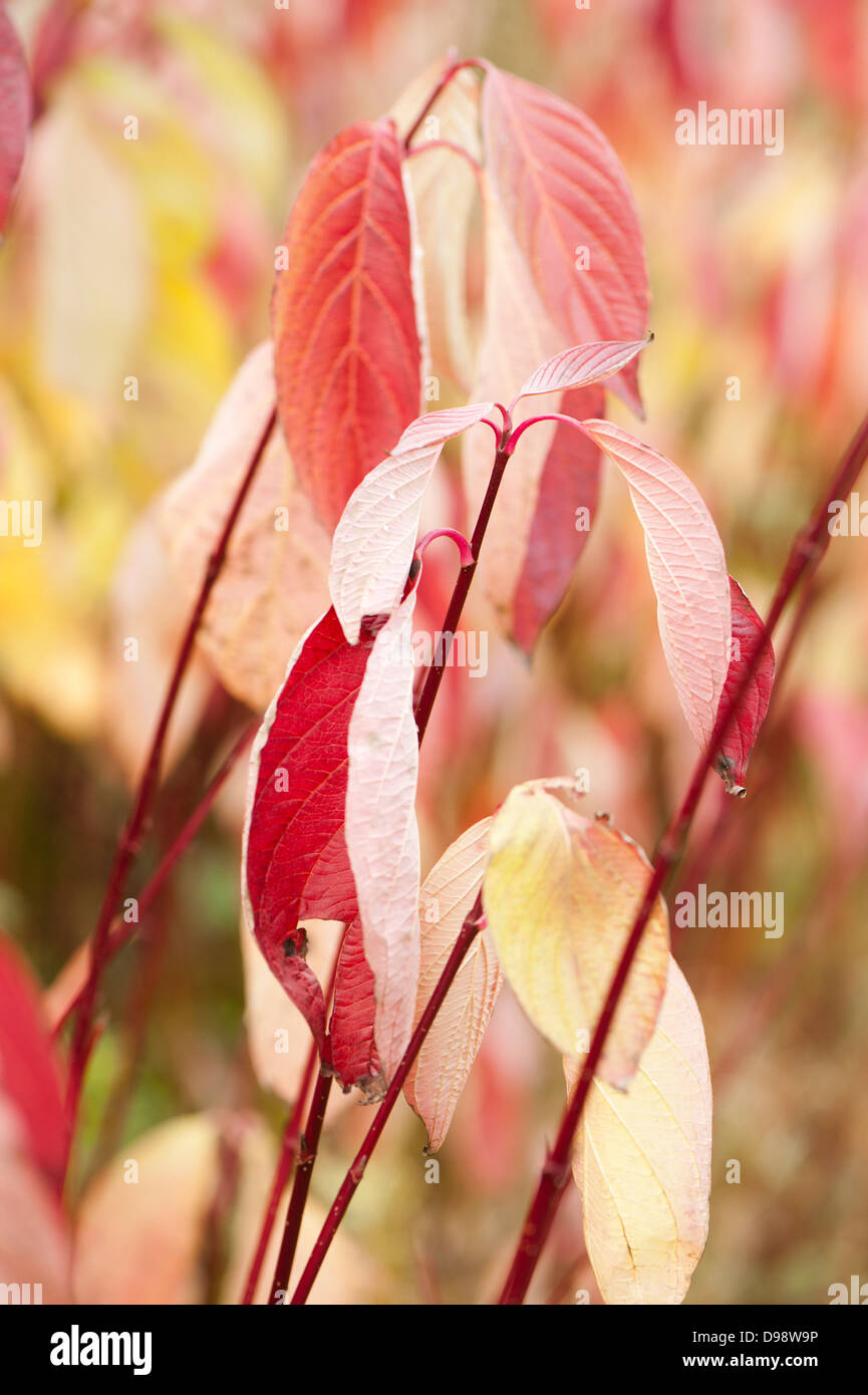 Con gambo rosso o rosso abbaiato sanguinello, Cornus alba, in autunno Foto Stock