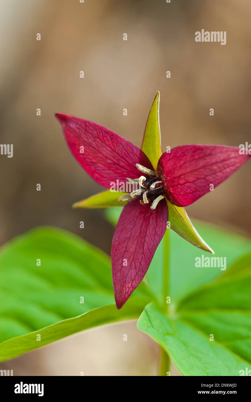 Unico red trillium blossom completamente aperto con il gambo e le foglie in soft focus contro un sfondo beige Foto Stock