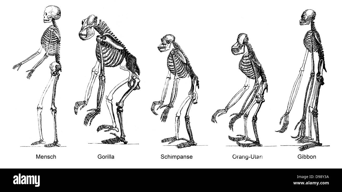Confronto di scheletri di umanità e ape, anatomia, l'evoluzione dell'umanità, la relazione tra uomo e APE, Foto Stock