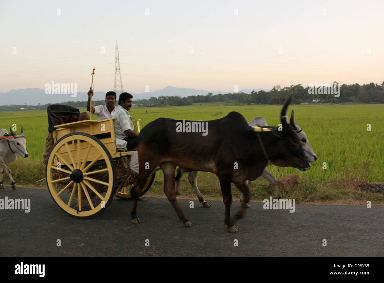 Carrello di giovenco passando attraverso la strada nei pressi di risaie, villaggio in Kerala India Foto Stock