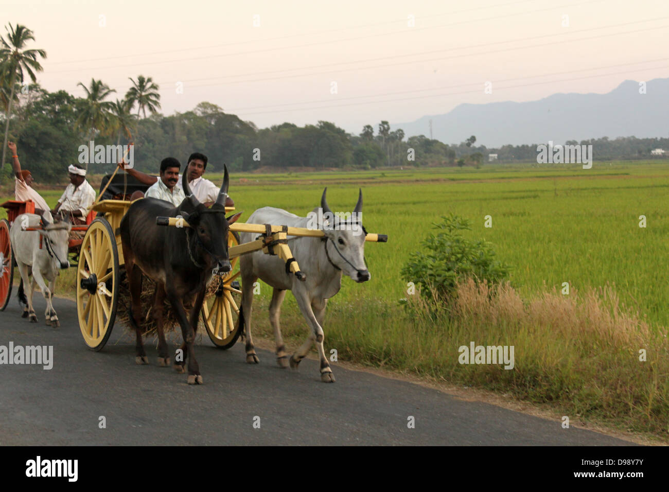 Carrello di giovenco passando attraverso la strada nei pressi di risaie, villaggio in Kerala India Foto Stock