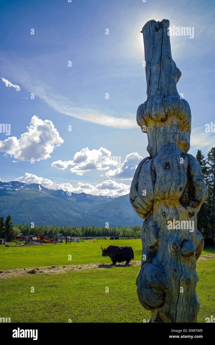 Cerchio F Ranch, yak tibetani farm, Edgartown autostrada, Tonsina inferiore; Alaska, STATI UNITI D'AMERICA Foto Stock