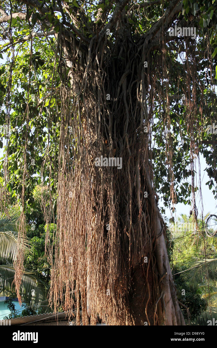 Indian Banyan Tree Foto Stock