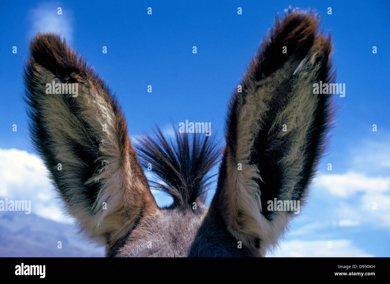 Ascoltate! Un close-up delle grandi orecchie di un mulo che vengono sollevati in avanti per una migliore ricezione del segnale sonoro l'animale sente.Un mulo è asino-cavallo ibrido. Foto Stock