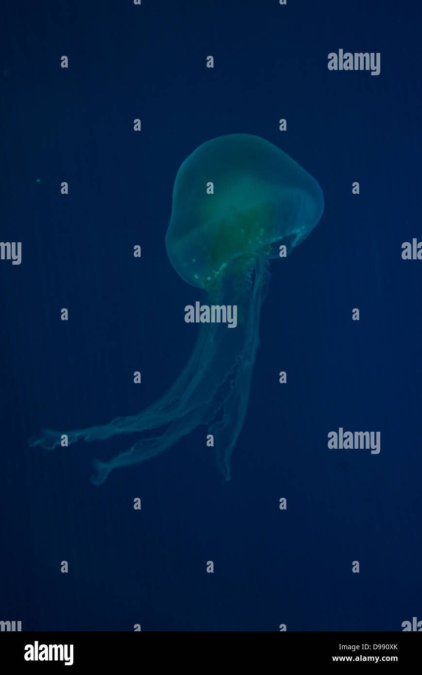 Colore illuminato medusa - luccicanti Foto Stock