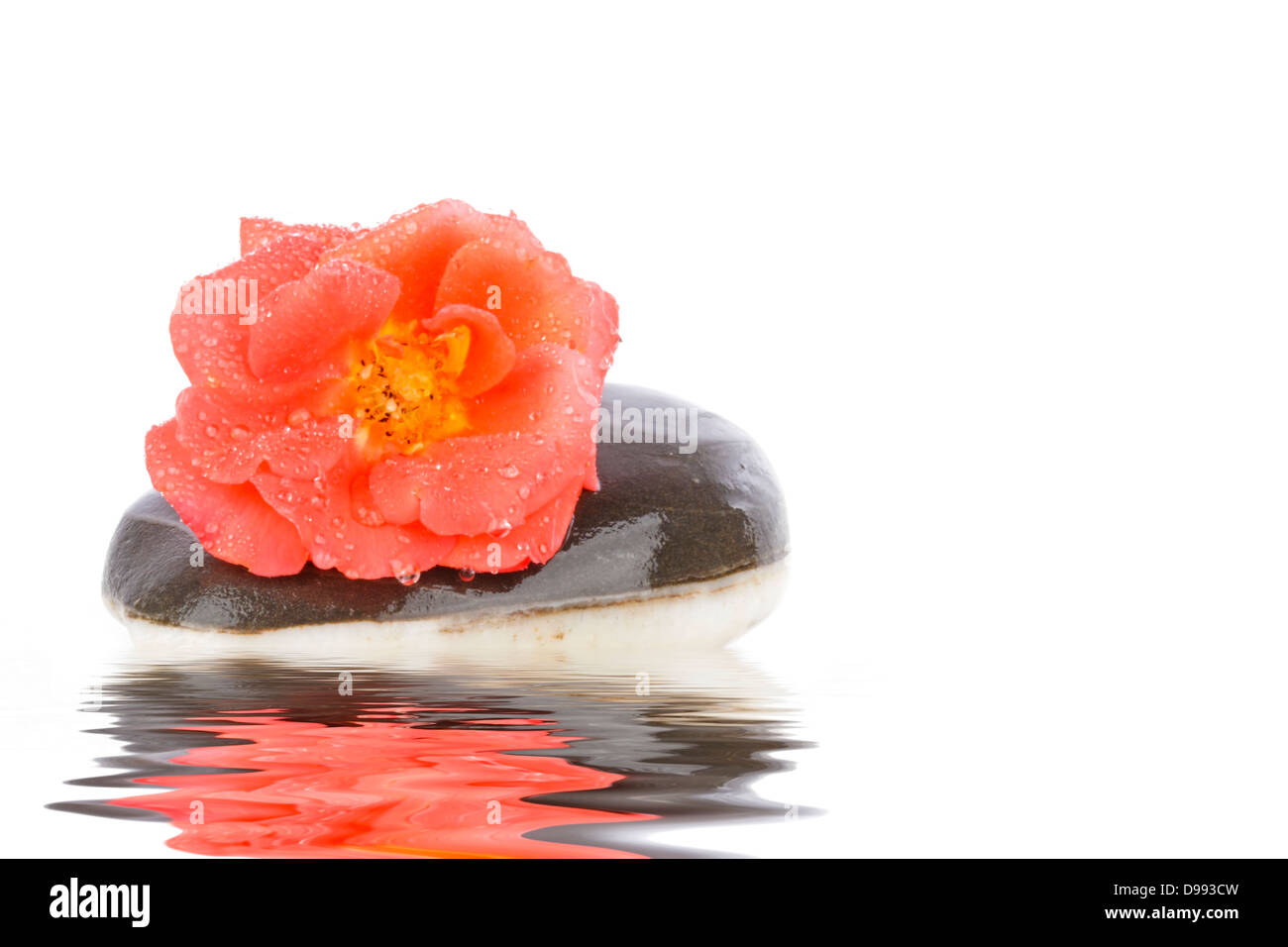 Arancione Rosa selvatica su una pietra calda in acqua Foto Stock