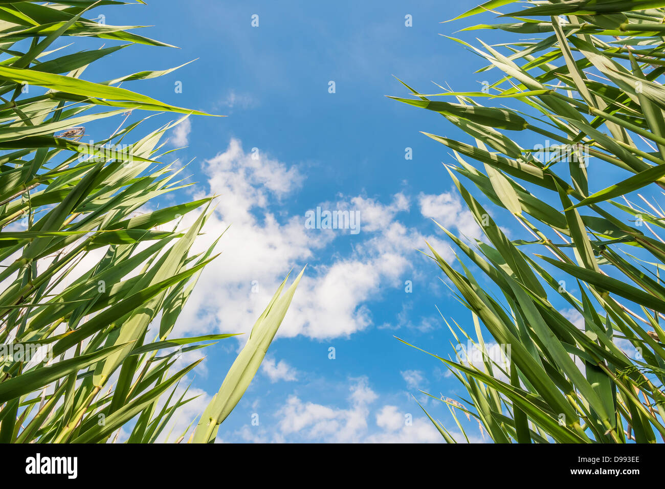 Green ance fotografato dal basso contro un cielo blu con nuvole bianche Foto Stock