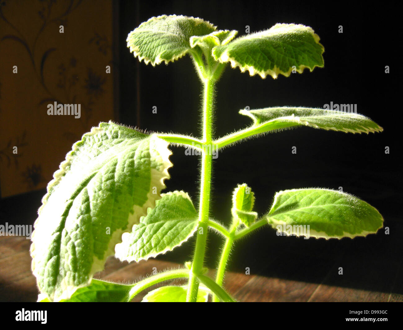 L'immagine di foglie di menta decorativo Foto Stock