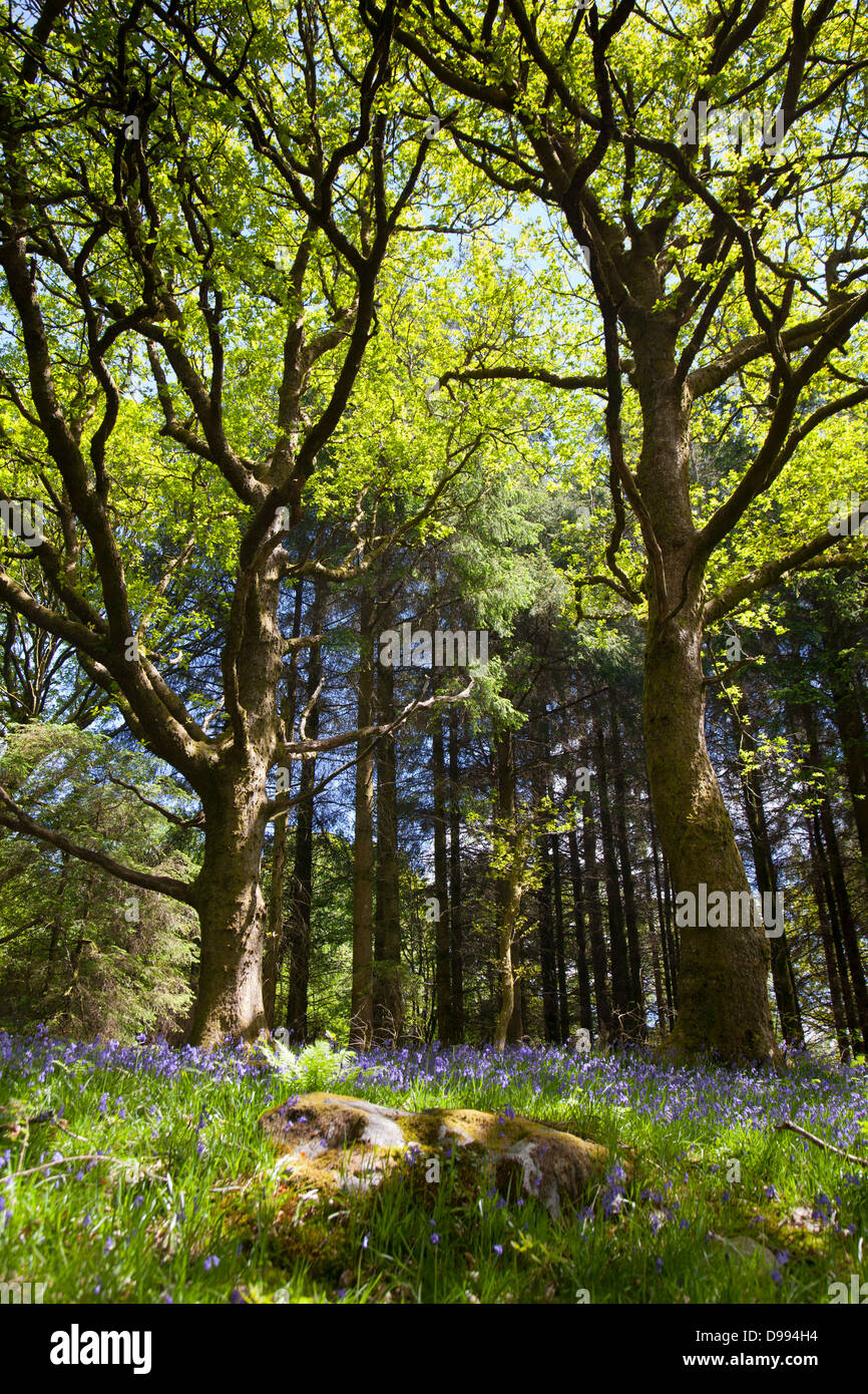 Bluebells in una foresta su quattro cade trail in Brecon Beacons, Galles. Vicino Ystadfellte Foto Stock