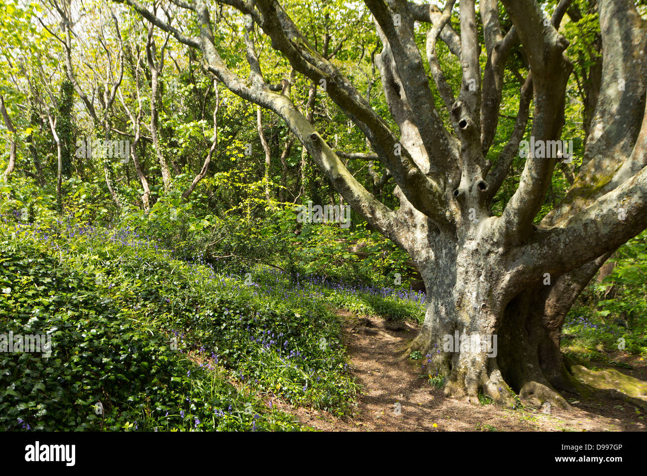 Vecchio faggio in un bosco della Cornovaglia, Regno Unito Foto Stock
