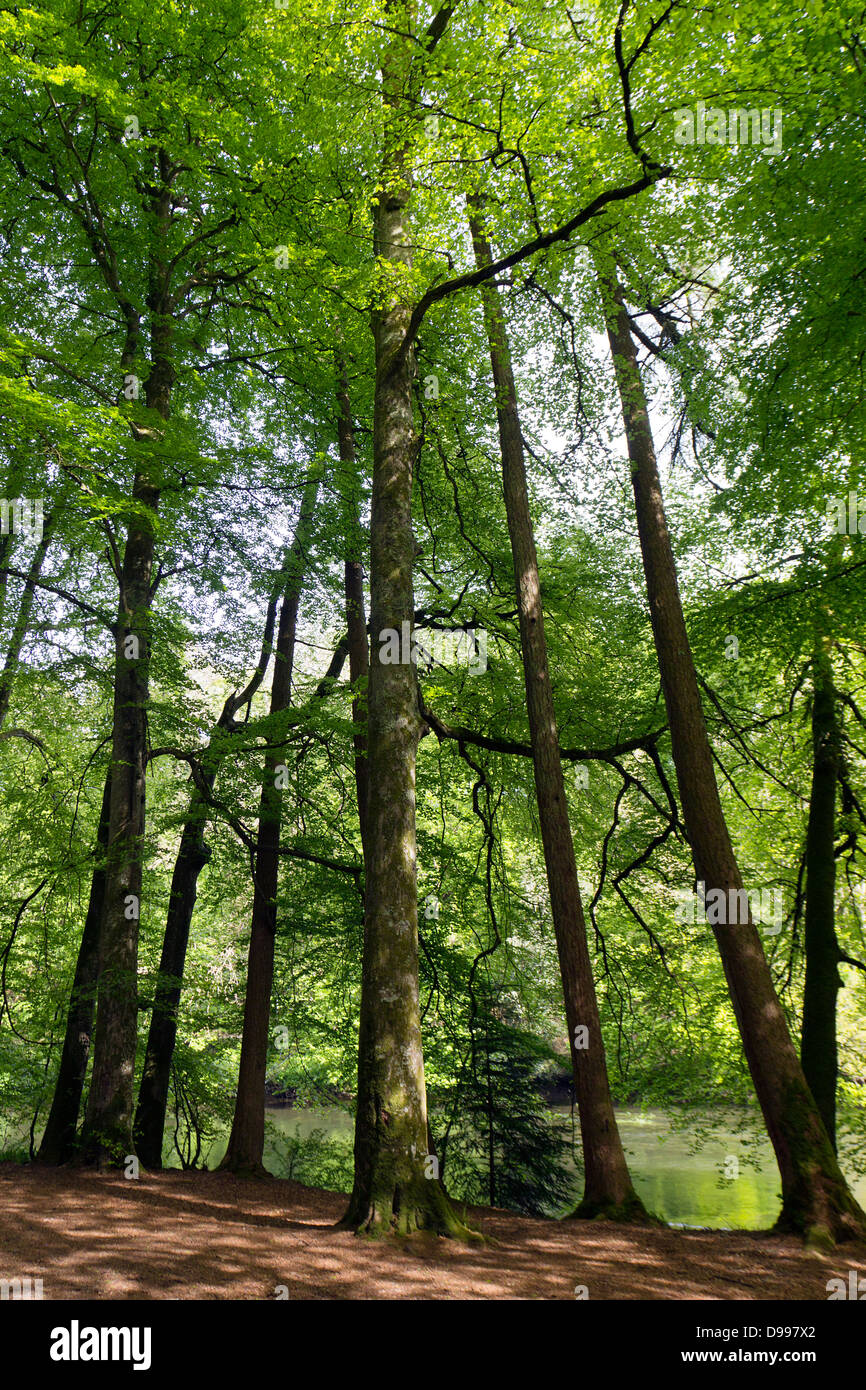 Gruppo di antichi faggi in un bosco di Gallese Foto Stock