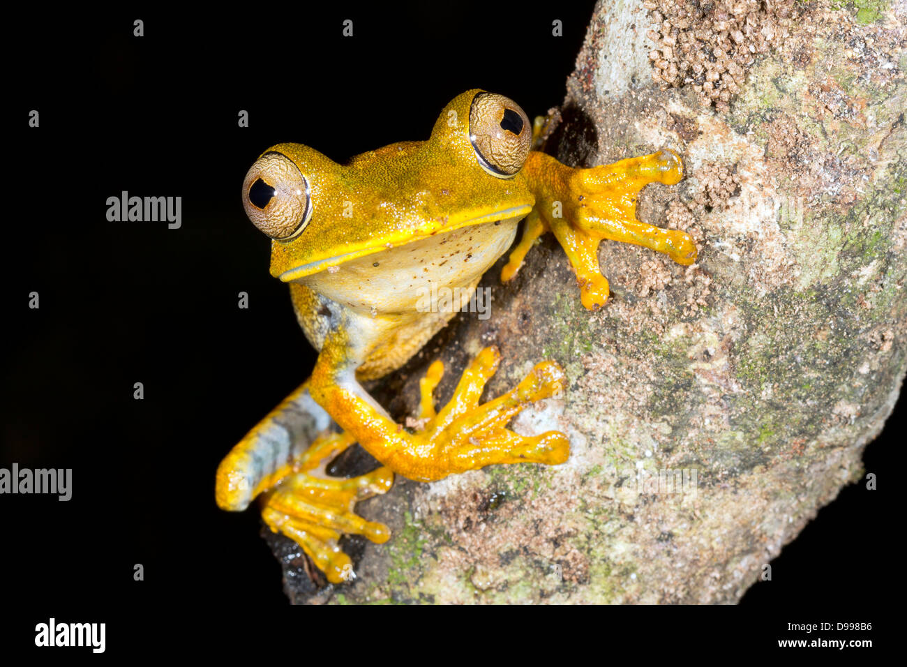 Mappa Treefrog (Hypsiboas geographicus) su un ramo nella foresta pluviale, Ecuador Foto Stock