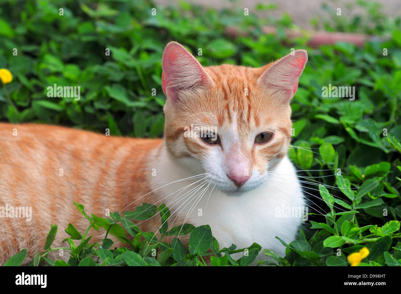 Bella casa cat posa sul cortile anteriore di una casa Foto Stock