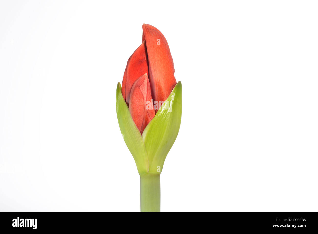 Amaryllis (ramo hip rum) Foto Stock