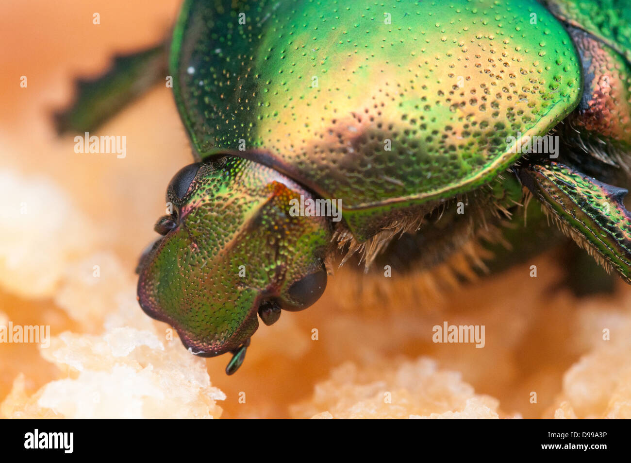 Beetle verde con schermo metallico in macro. Foto Stock