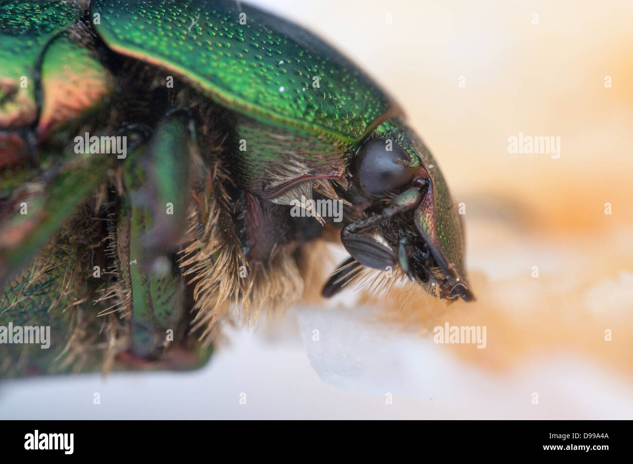 Beetle verde con schermo metallico in macro. Foto Stock