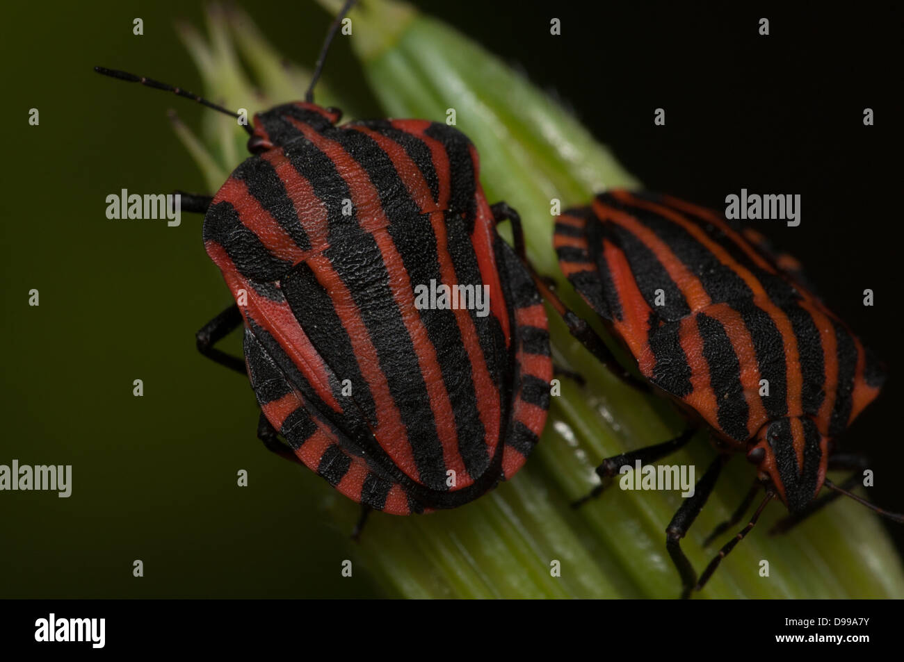 Rosso e nero striped menestrello bug sulla foglia verde. Foto Stock