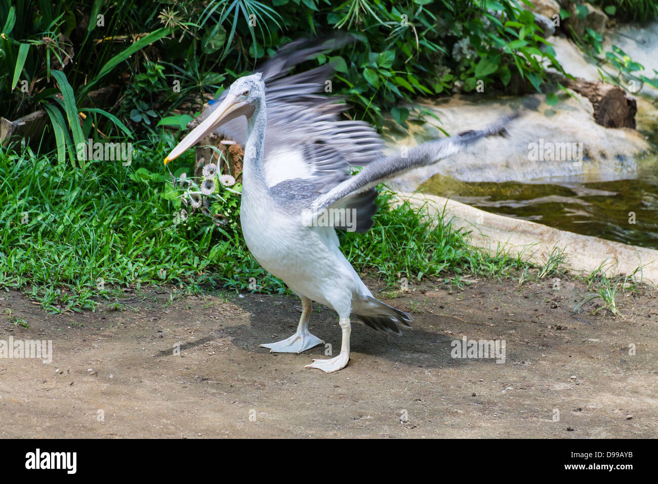 Swan ali nel giardino zoologico di Chiangmai , della Thailandia Foto Stock