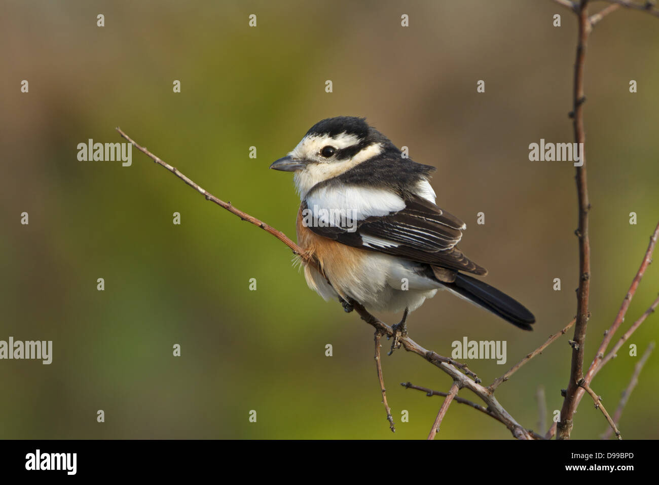 Mascherati, Shrike Lanius nubicus, Maskenwürger, Maskenwuerger Foto Stock