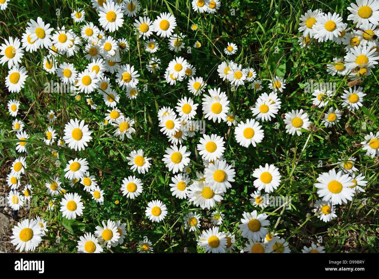 Campo di margherite, Stanwell Moor, Surrey, England, Regno Unito Foto Stock