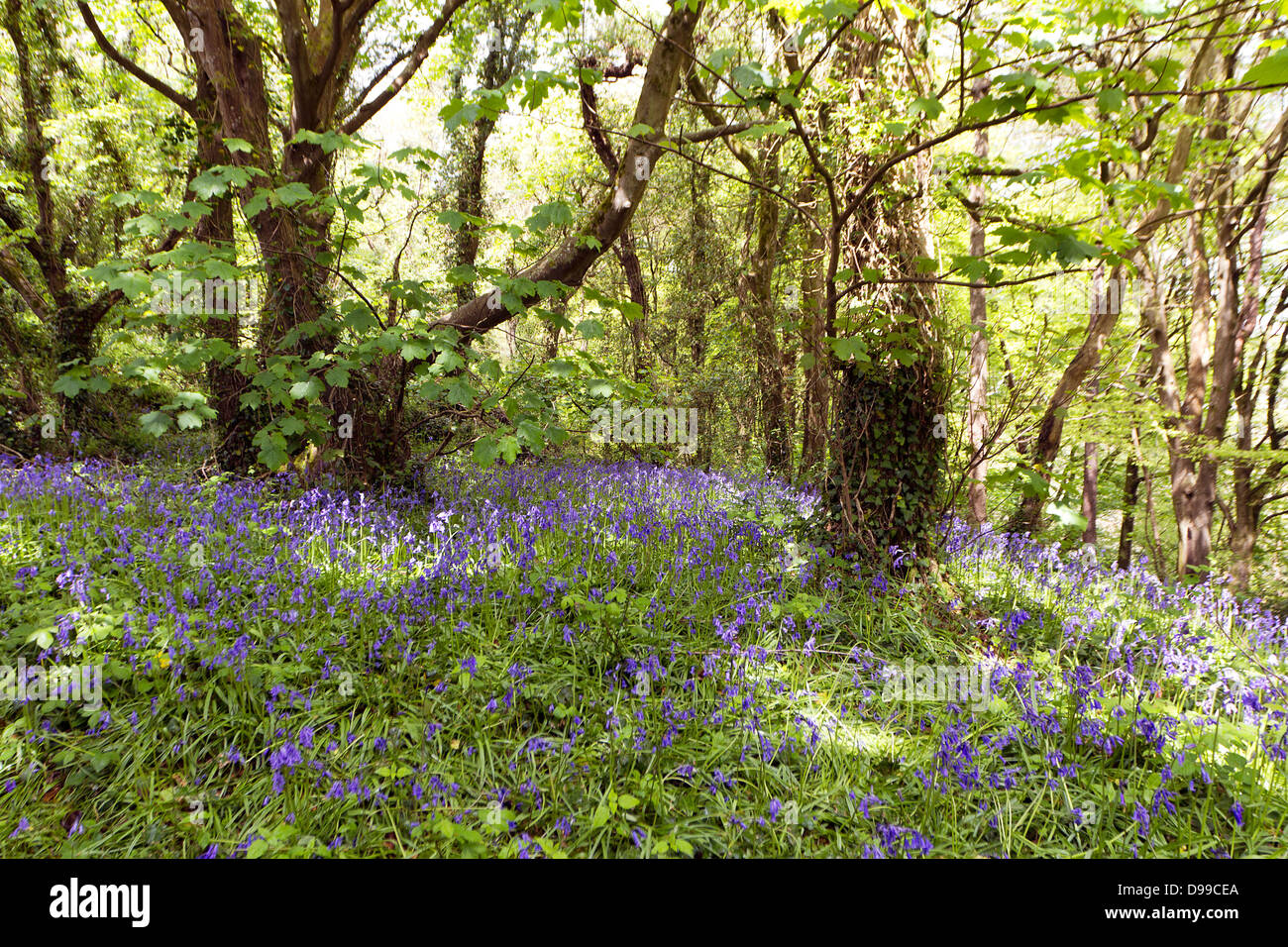 Bluebells (Hyacinthoides non scripta) cresce in un bosco di latifoglie in Cornovaglia, UK. Foto Stock