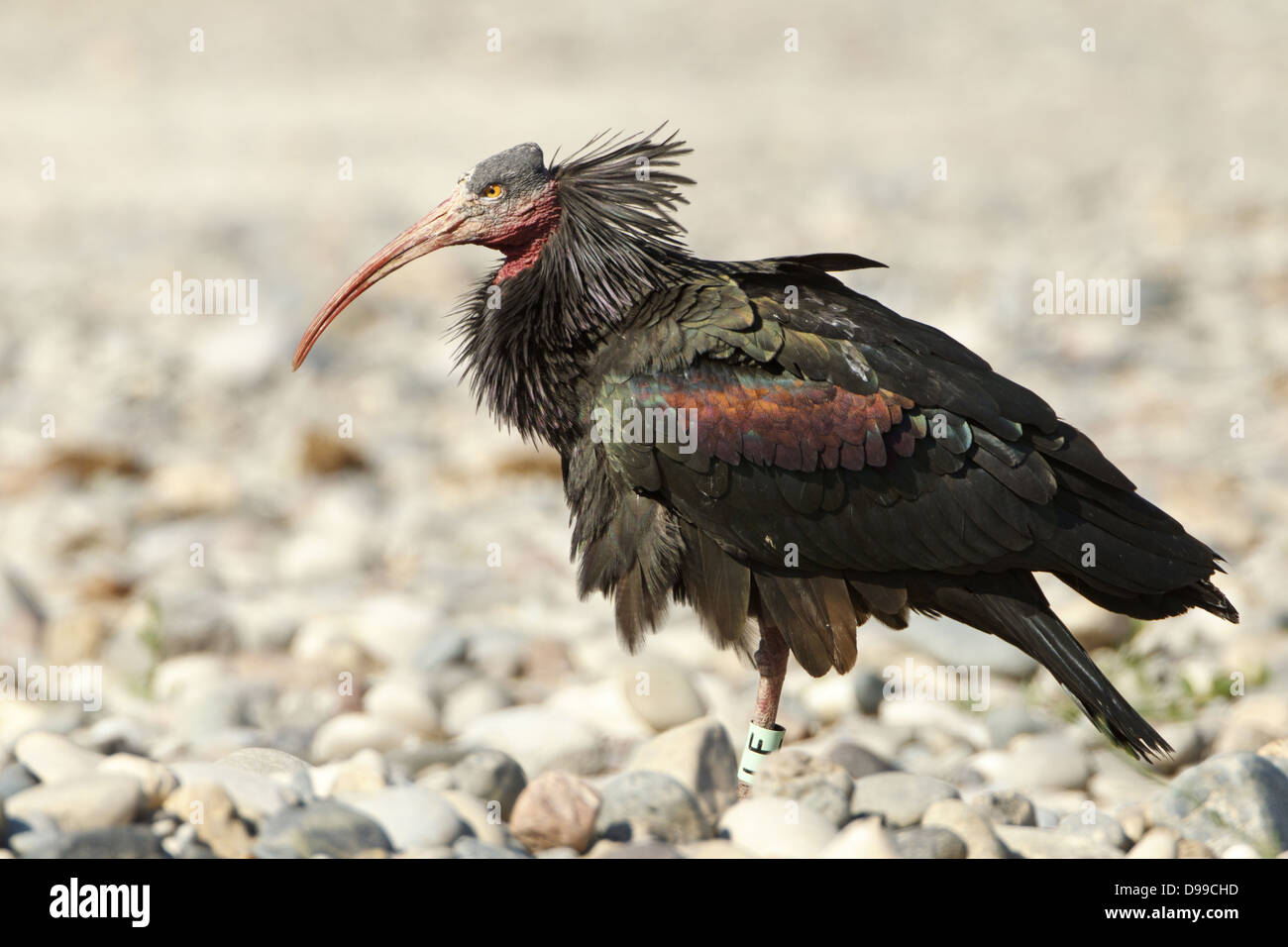 Waldrapp, Northern calvo Ibis, Geronticus eremita Foto Stock