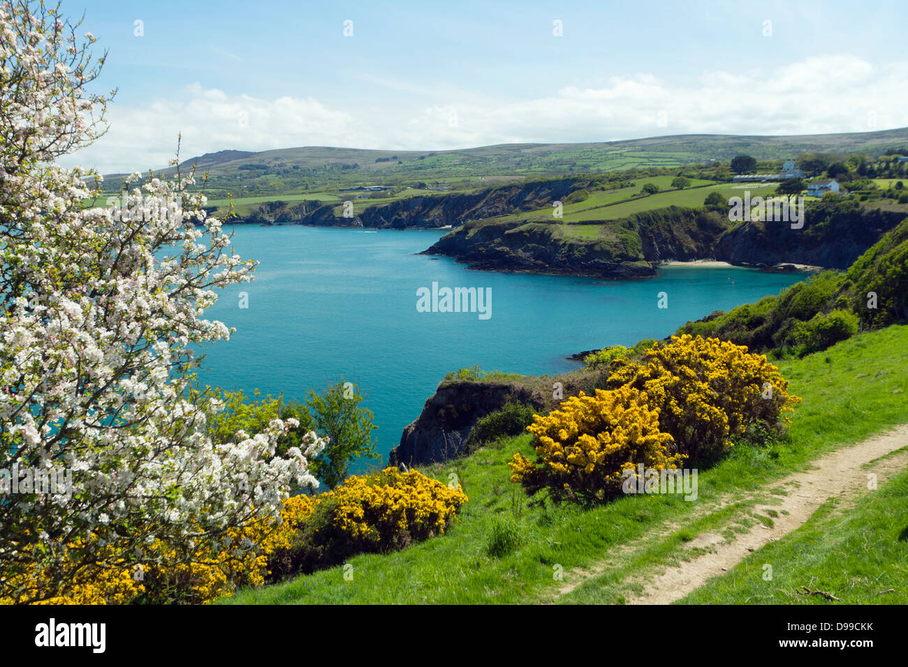 Crab Apple di alberi e cespugli di ginestre in fiore su Il Pembrokeshire Coast of Wales, Regno Unito Foto Stock