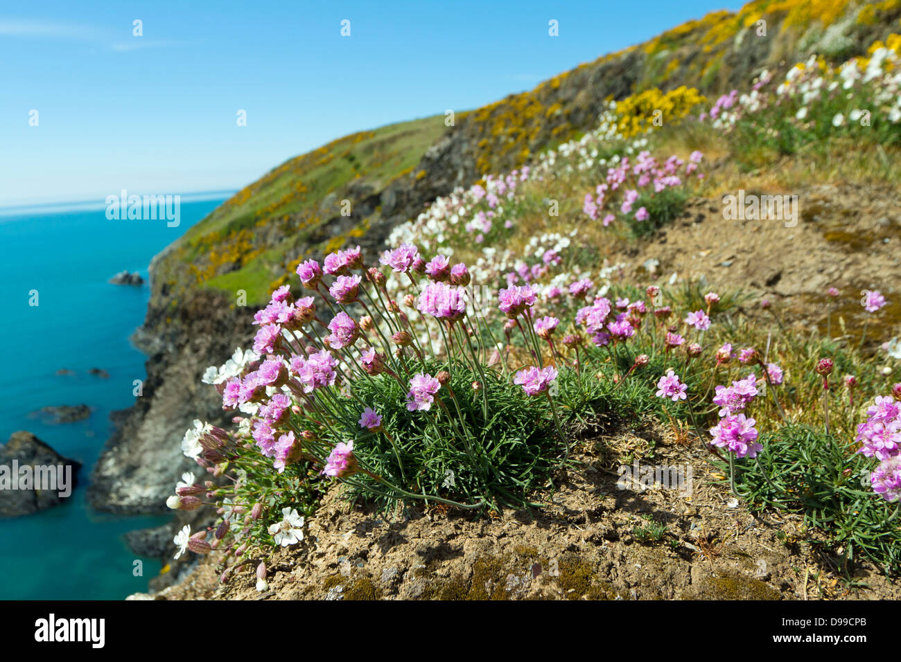 Mare rosa (Armeria maritima) cresce su Il Pembrokeshire Coast of Wales, Regno Unito Foto Stock
