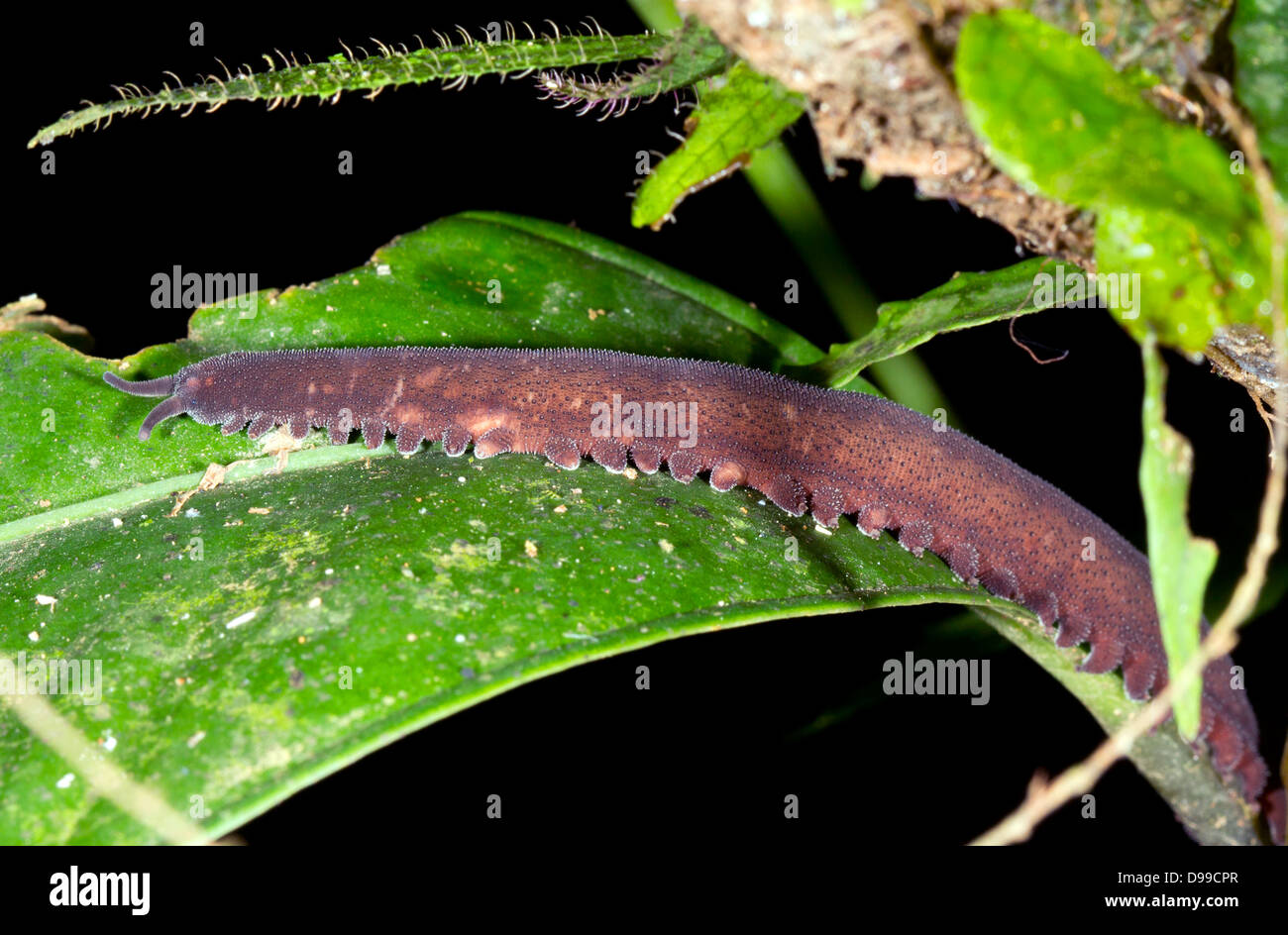 Un Onychophoran (Peripatus o worm di velluto) attivo durante la notte nella foresta pluviale sottobosco, Ecuador Foto Stock