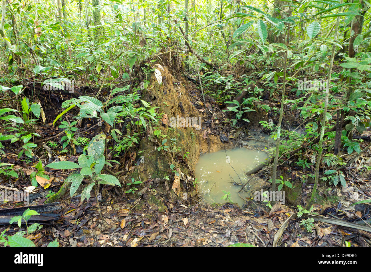 Piccola piscina sul suolo della foresta pluviale, Ecuador, un sito di riproduzione per anfibi. Foto Stock
